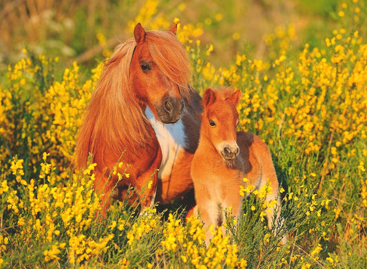 Dementie-puzzel Ravensburger Shetlandpony – 100 XXL stukjes, speelse activering en geheugenstimulatie voor ouderen.